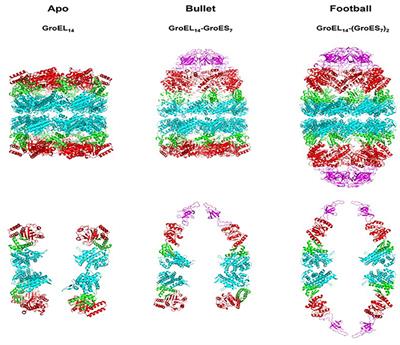 Dynamic Complexes in the Chaperonin-Mediated Protein Folding Cycle